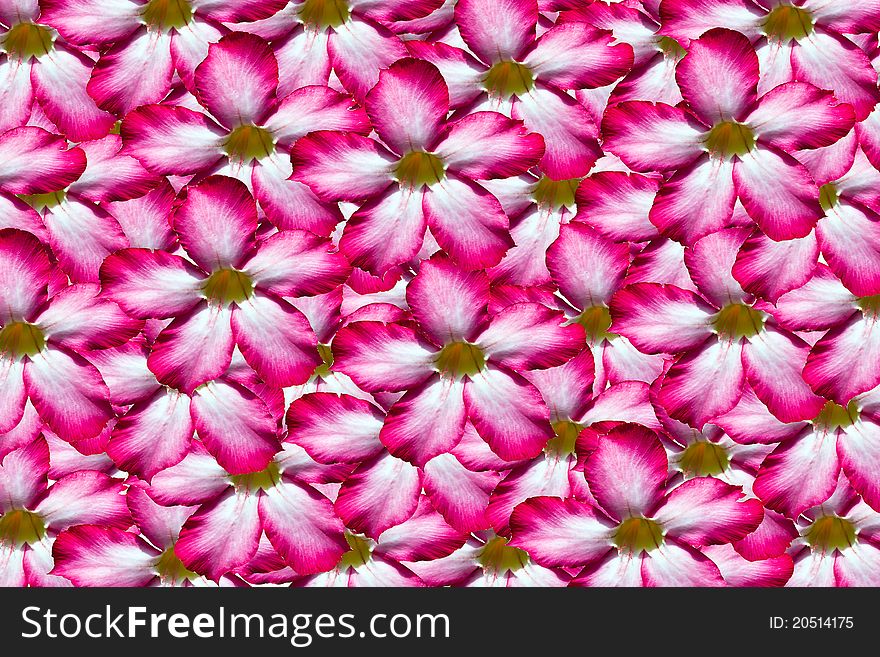 Beautiful background from pink flower. Beautiful background from pink flower