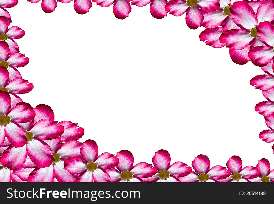 Beautiful pink flower frame on white