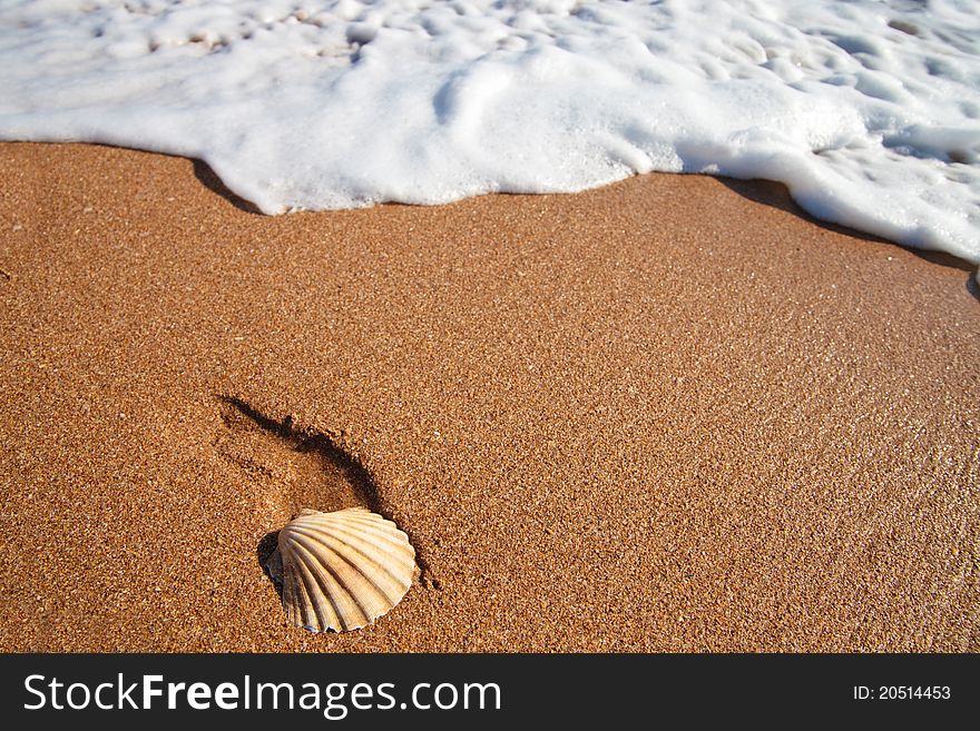 Shell lies on a sand and sea foam. Shell lies on a sand and sea foam