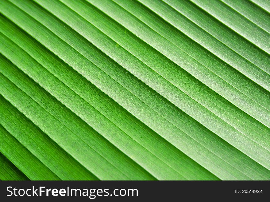 The green banana leaf texture. The green banana leaf texture