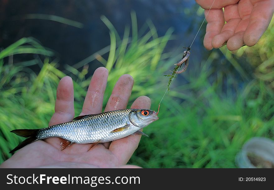 A little fish in the hands of a fisherman. A little fish in the hands of a fisherman