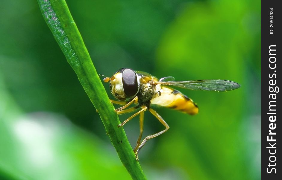 Fly on a blade of grass