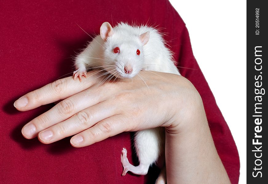 Mouse albinos on the female's hand