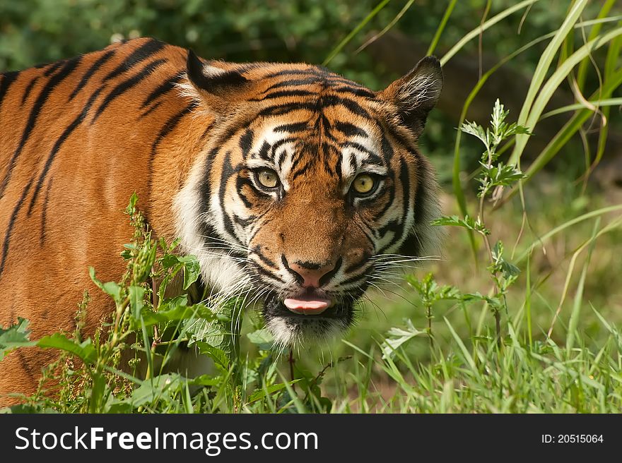 Portrait of a tiger with tongue out. Portrait of a tiger with tongue out