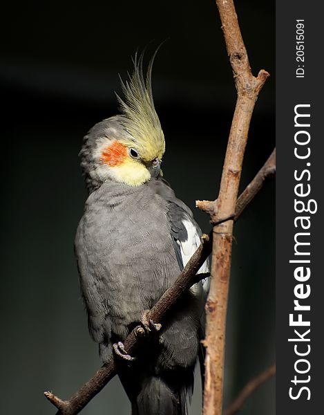 Cockatiel is sitting and cleaning their feathers