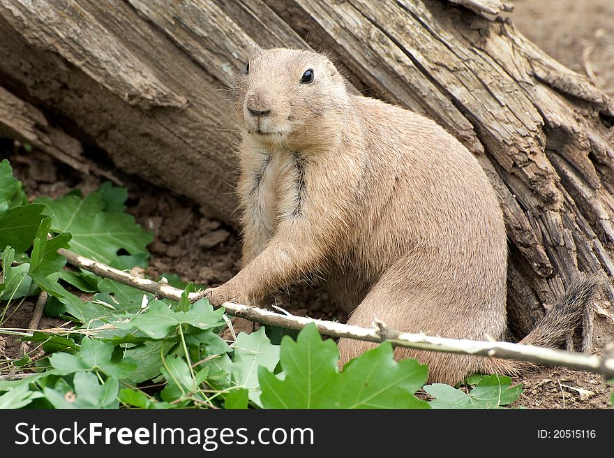 Black-tailed Prairie Dog