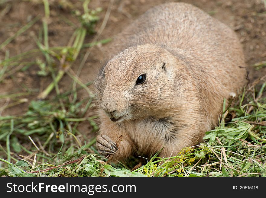 Black-tailed Prairie Dog