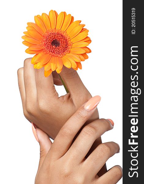 Beautiful woman hands holding a flower