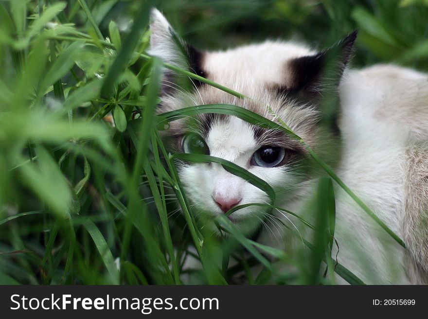 Portrait of cat outside in the grass. Portrait of cat outside in the grass