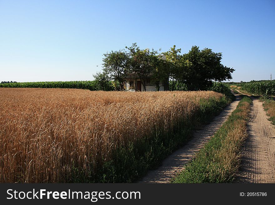 Wheat field and house near the road. Wheat field and house near the road.