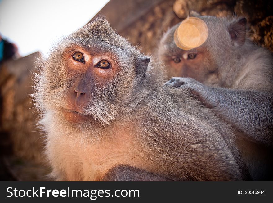 Monkey at Uluwatu very enjoy being served by another monkey. Monkey at Uluwatu very enjoy being served by another monkey