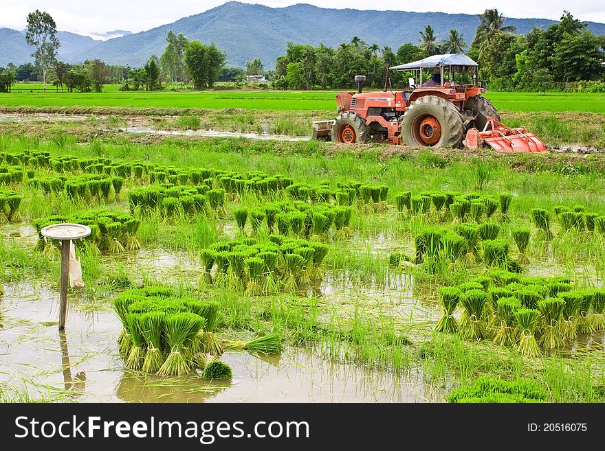 Thai jusmine rice seedlings preparation. Thai jusmine rice seedlings preparation