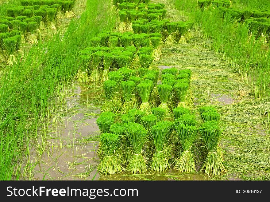 Rice Seedlings.