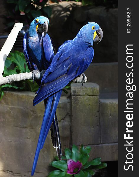 A couple of blue macaws hanging out.