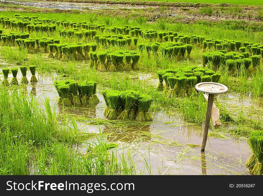 Rice Seedlings.