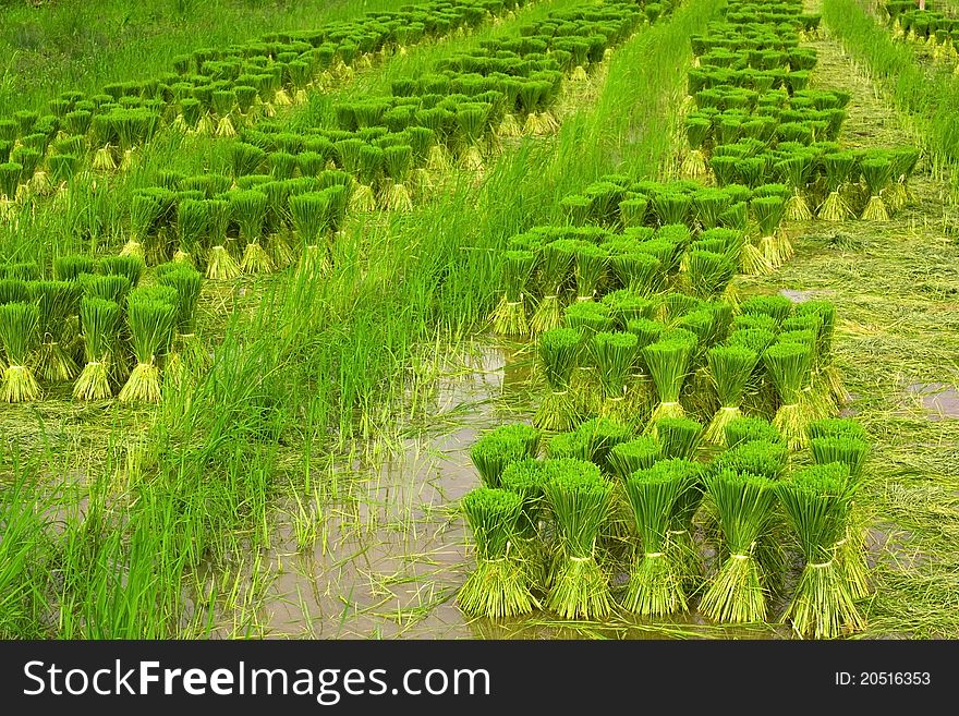 Thai jusmine rice seedlings preparation. Thai jusmine rice seedlings preparation