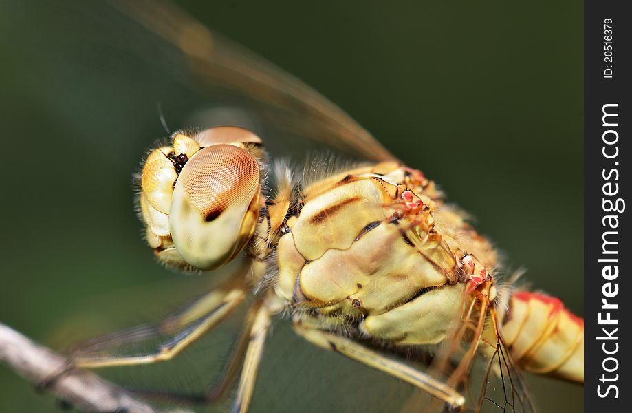 Macro Portrait Of A Dragonfly