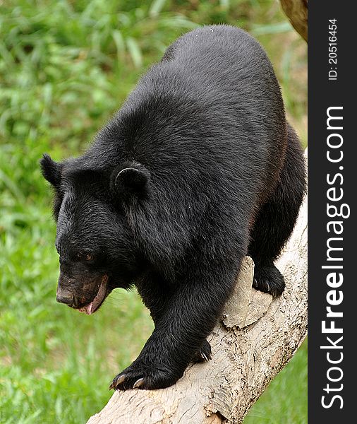 Asian black bears are close relatives to American black bears. Asian black bears are close relatives to American black bears