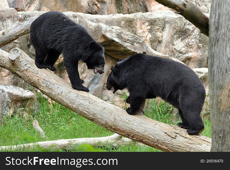 Asian black bears are close relatives to American black bears. Asian black bears are close relatives to American black bears