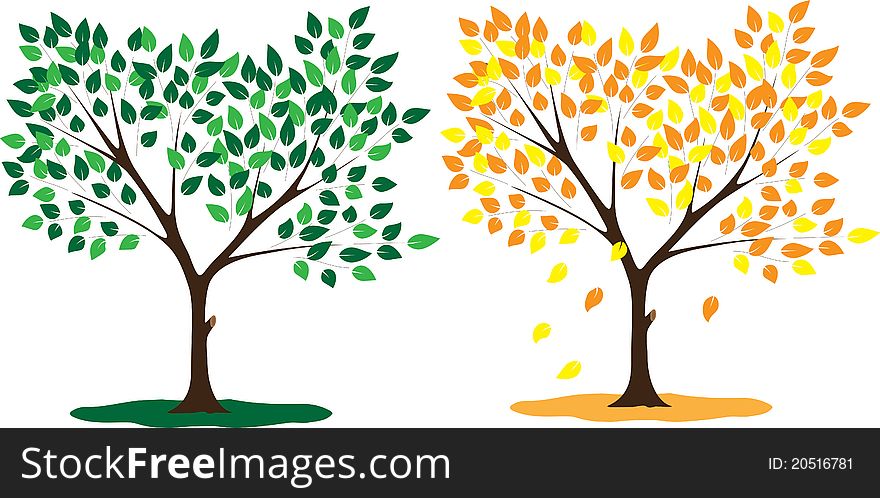 Tree Seasons Summer And Autumn