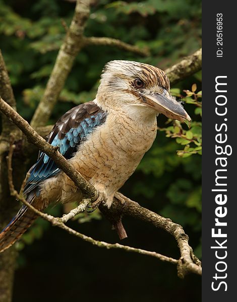 Portrait of a Kookaburra perched on a branch