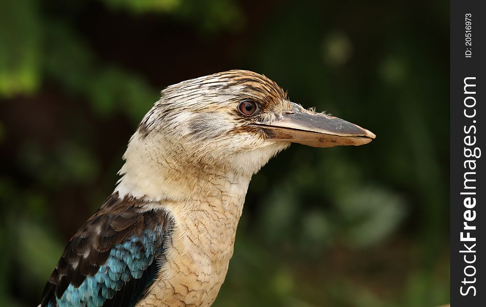 Portrait of a Kookaburra staring