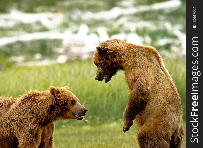 Alaskan Grizzly Bears Fighting