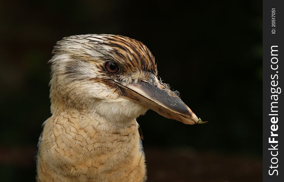 Portrait of a Kookaburra staring