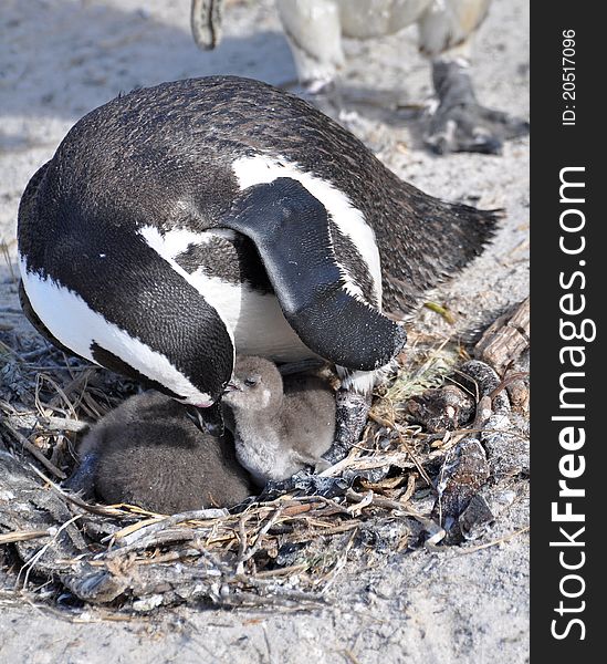 African penguin caring for its chicks. African penguin caring for its chicks