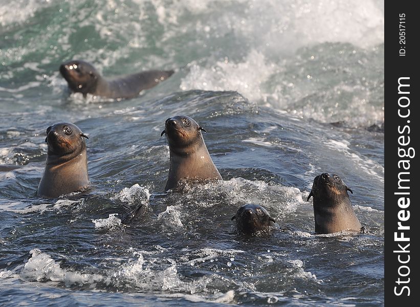 Cape fur seals trying to reach the safety of land on seal island, south africa. Cape fur seals trying to reach the safety of land on seal island, south africa