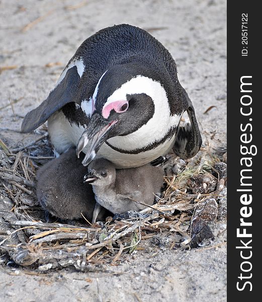 African penguin watching over its chicks in its nest. African penguin watching over its chicks in its nest