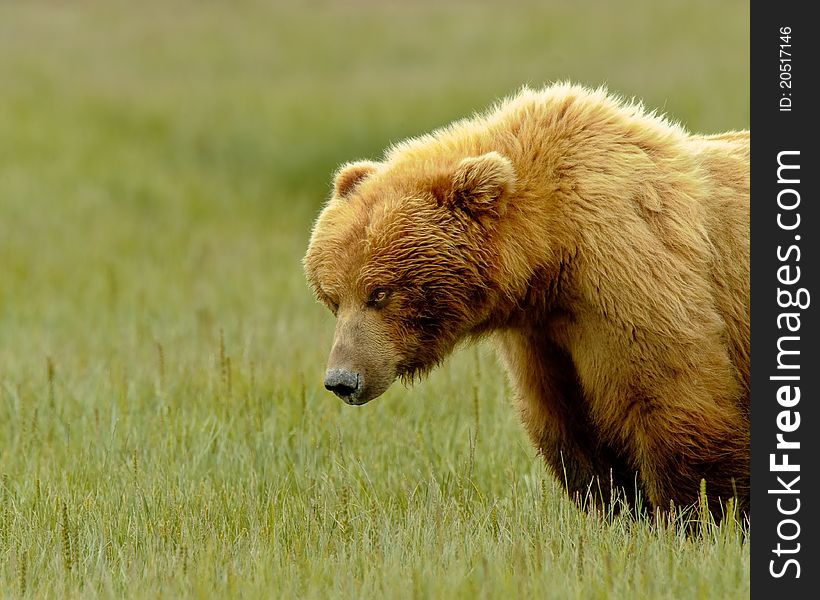 Alaskan Grizzly Bear looking for food