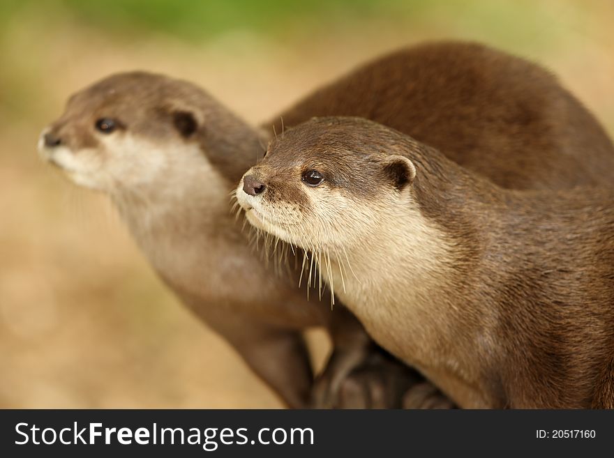 Portrait of a pair of European Otters in perfect synchronisation