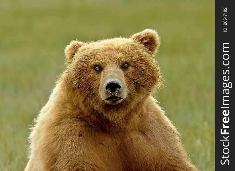Alaskan Grizzly Bear Portrait