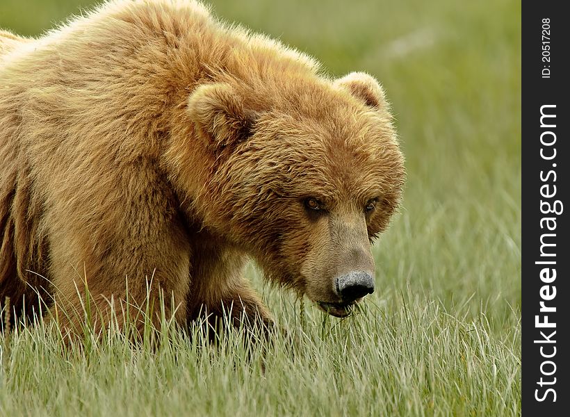 An Alaskan Grizzly Bear staring down another bear