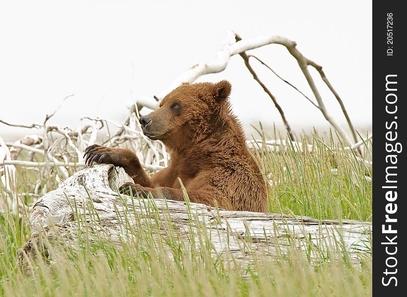 Alaskan Grizzly Bear resting and watching other bears in the distance