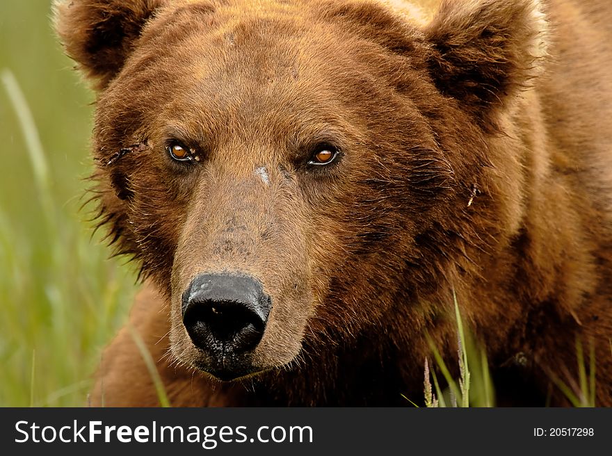 A beat up Alaskan Grizzly Bear starting back at you. A beat up Alaskan Grizzly Bear starting back at you