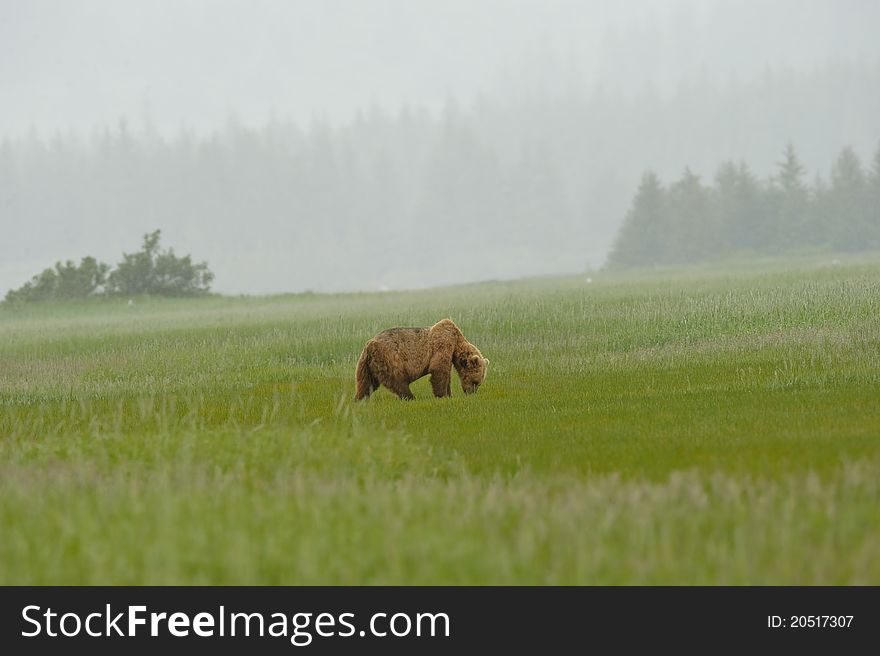 Alaskan Grizzly Bear Grazing In A Field