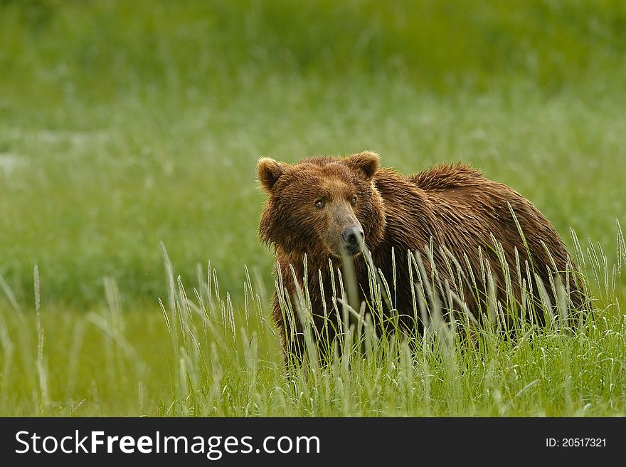 Alaskan Grizzly Bear looking to see what is going on