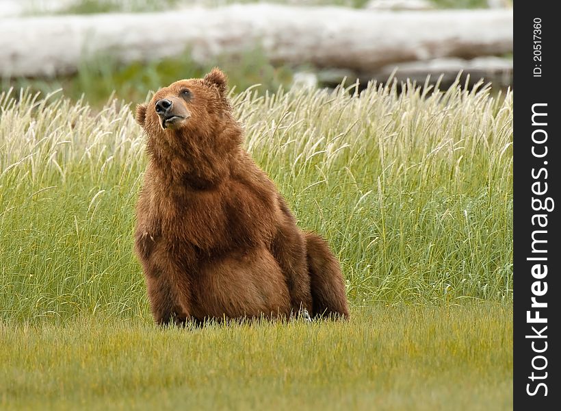 Alaskan Grizzly Bear Playing