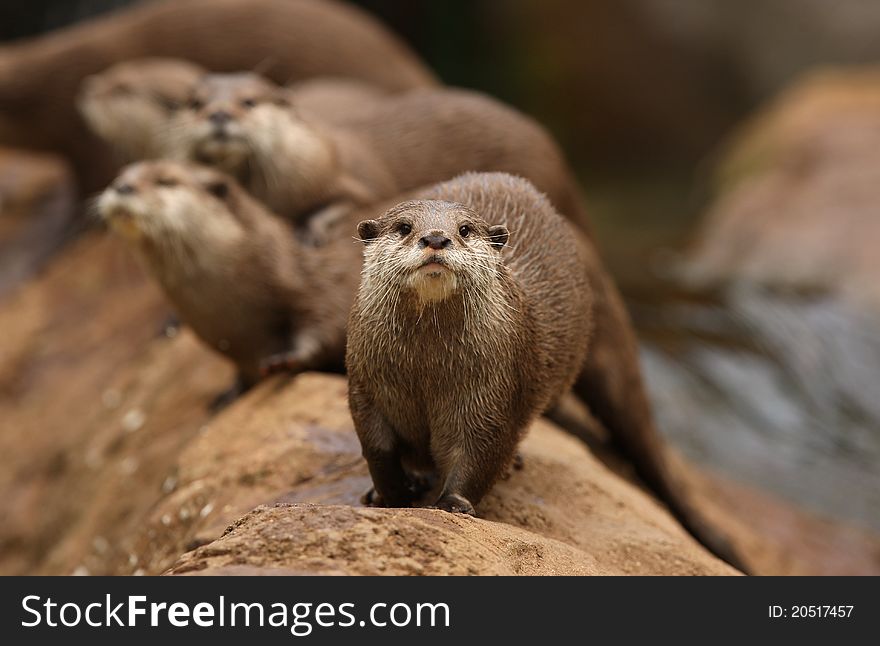 A group of Oriental Short-Clawed Otters