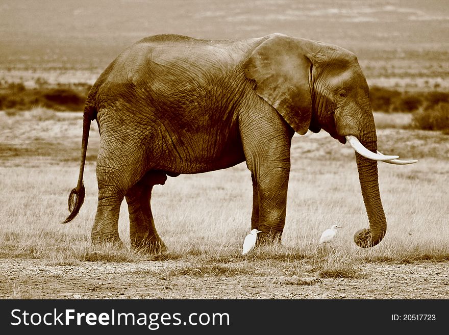 Sepia image of an African elephant with cattle egrets. Sepia image of an African elephant with cattle egrets