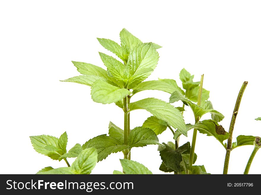 Peppermint plant onto white background