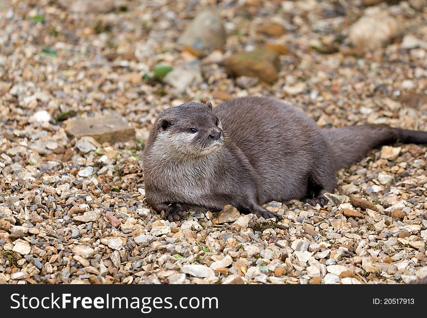 Otter relaxing on a stone beach