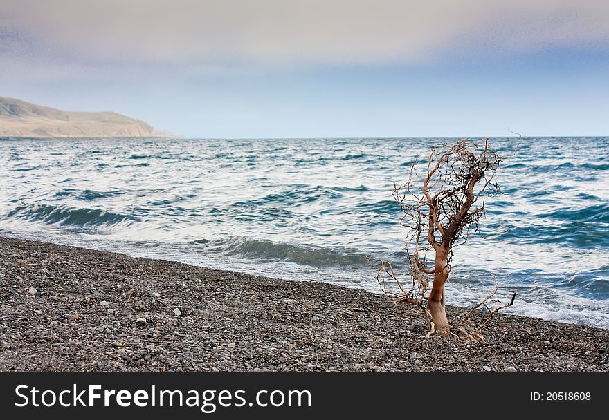 Photo of dry tree on Sevan lake in Armenia