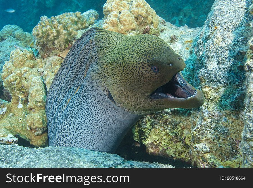 Large giant moray eel showing defensive behaviour with an open mouth