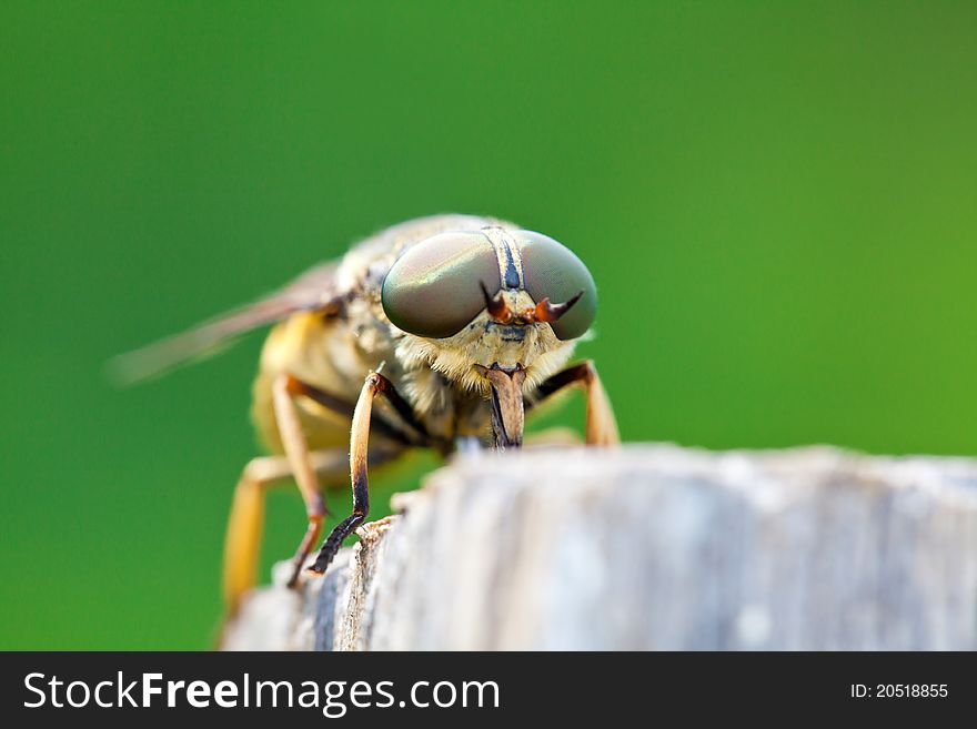 Horsefly on a dark green background