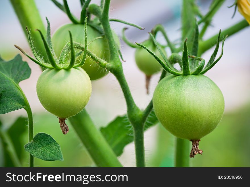 Close up of green tomatoes growing on a branch