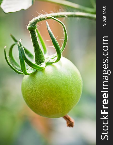 Close up of green tomato growing on a branch