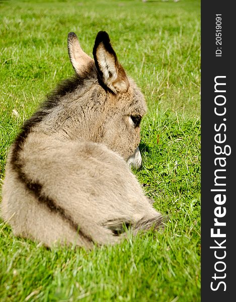 A sweet donkey foal is resting on green grass. A sweet donkey foal is resting on green grass